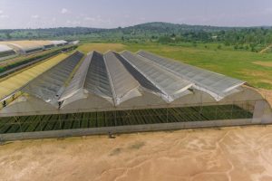 Copy of Greenspan (187)