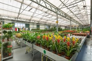 BLACK TULIP Panorama 3 C-min